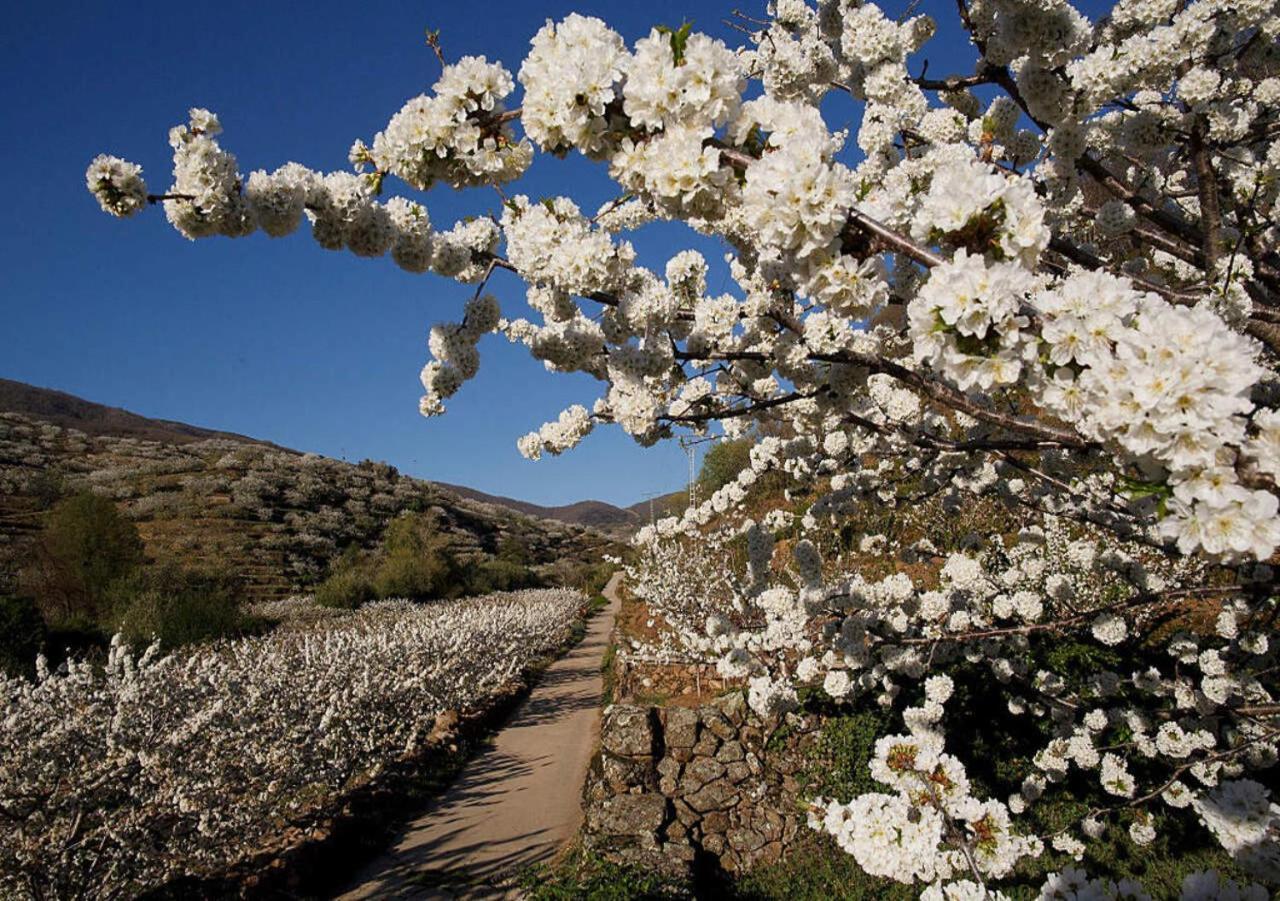 Casa Rural Arbequina, Refugio De Primavera Casas del Monte 外观 照片